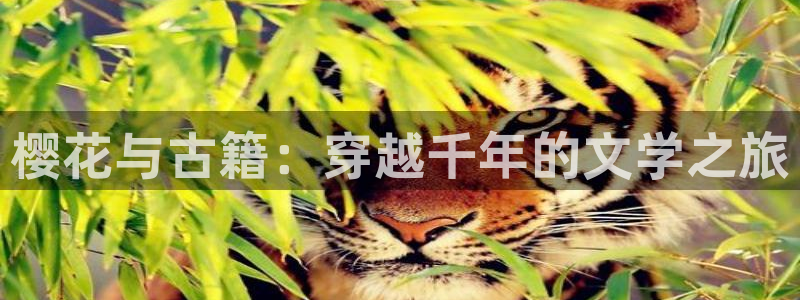 omofun. com：樱花与古籍：穿越千年的文学之旅